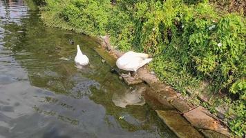 dos cisnes limpiando sus plumas blancas en un día soleado en el alster de hamburgo.