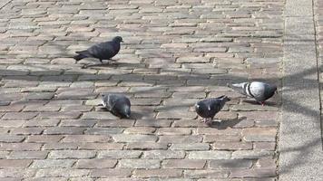 Four pigeons looking for food on a cobblestone road video