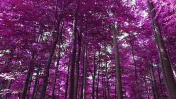 bellissimo panorama a infrarossi rosa e viola di un paesaggio di campagna con un cielo blu video