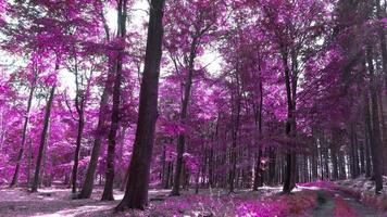 Beautiful pink and purple infrared panorama of a countryside landscape with a blue sky video