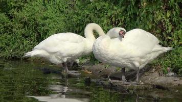 dois cisnes limpando suas penas brancas em um dia ensolarado no alster em hamburgo. video