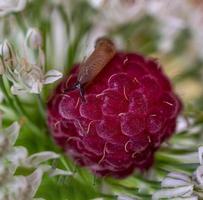 Small slug on raspberries close-up among white flowers