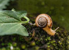 Small grape snail on green moss close-up. Natural blurred background. Helix pomatia, Gastropoda photo