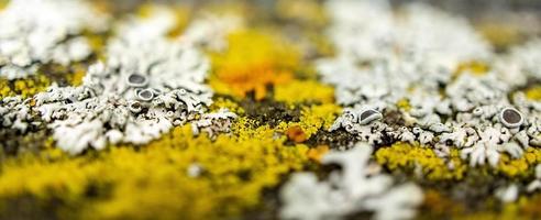 Natural background of multicolored lichens close-up with selective focus. Copy space, pattern, abstraction photo