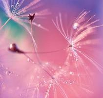 Abstract pink purple background with fluffy flower dandelion in drops of water close up poster design, botanical macro photography, achenes or seeds of dandelion photo