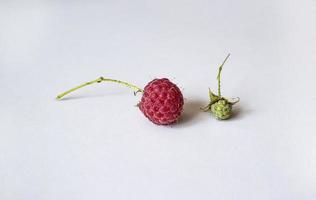 One ripe juicy raspberry next to a green unripe berry on a white background. Copy space photo