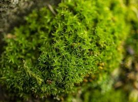 Green moss in the forest close-up. Natural background photo