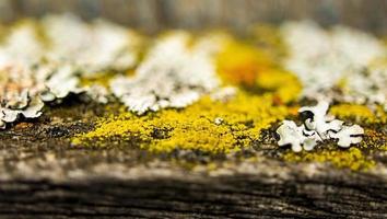 Natural background of multicolored lichens close-up with selective focus. Copy space, pattern, abstraction photo