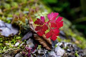 hoja roja de otoño en el primer plano del bosque sobre un fondo natural. fondo de otoño, papel tapiz, póster foto