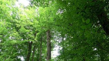 skön se in i en tät grön skog med ljus solljus gjutning djup skugga. video