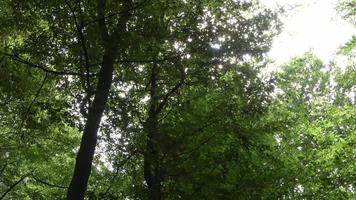 hermosa vista a un denso bosque verde con luz solar brillante que proyecta una sombra profunda. video