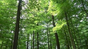 schöner Blick in einen dichten grünen Wald mit hellem Sonnenlicht, das tiefe Schatten wirft video