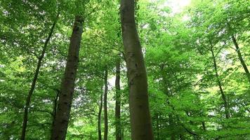 Beautiful view into a dense green forest with bright sunlight casting deep shadow. video