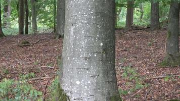 hermosa vista a un denso bosque verde con luz solar brillante que proyecta una sombra profunda. video