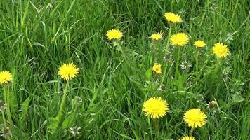 närbild på en maskros blommar på en grön äng under våren. blommigt fält. video