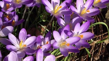 Bienen auf violettem Krokus, der draußen wächst. blick auf magisch blühende frühlingsblumen crocus sativus. video