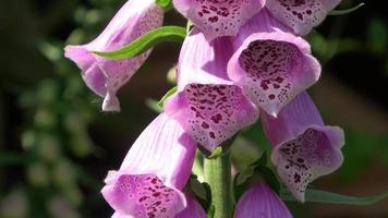 Beautiful digitalis flower close up in white and purple color video