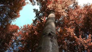 Enchanting view into an orange-brown mystical autumn forest. video