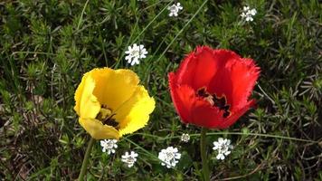 hög vinkel se på en gul och röd tulpan blomma rör på sig långsamt i de vind. video