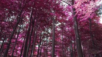 Beautiful pink and purple infrared panorama of a countryside landscape with a blue sky video