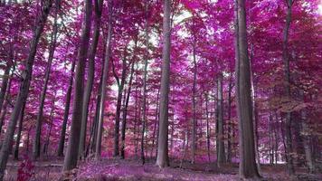 prachtig roze en paars infrarood panorama van een landelijk landschap met een blauwe lucht video