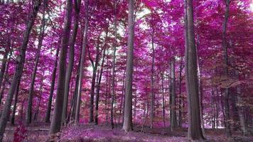 hermoso panorama infrarrojo rosa y púrpura de un paisaje rural con un cielo azul video