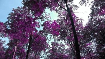 Beautiful pink and purple infrared panorama of a countryside landscape with a blue sky video