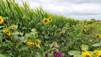 Schöne gelbe Sonnenblume vor einem Getreidefeld an einem bewölkten Tag. video