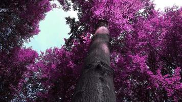 belo panorama infravermelho rosa e roxo de uma paisagem rural com um céu azul video