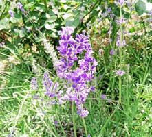 flores de lavanda silvestre en el campo foto