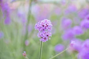 flor de verbena morada en el jardín foto