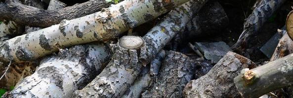 Closeup of firewood from old poplar with rough white bark photo