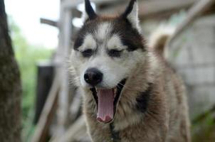Sleepy husky dog funny yawns with wide open mouth and long tongue photo
