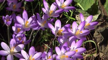 abejas en azafrán púrpura que crecen afuera. vista en la magia de las flores primaverales crocus sativus. video