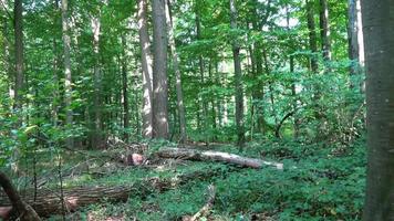 Beautiful view into a dense green forest with bright sunlight casting deep shadow. video