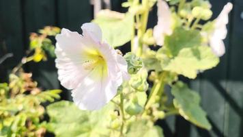 Colorful flower hollyhock close up on a sunny summer day. video