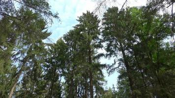 bella vista in una fitta foresta verde con luce solare intensa che proietta un'ombra profonda video