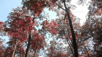 betoverend visie in een oranjebruin mystiek herfst Woud. video