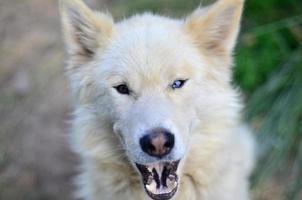 Portrait of the White Siberian Samoyed husky dog with heterochromia a phenomenon when the eyes have different colors in the daytime outdoors photo