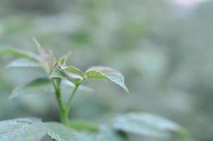 Photo of a few green leaves from a raspberry bush. Growing bush of raspberry. Macro photo with blurred background