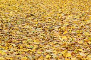 A large number of fallen and yellowed autumn leaves on the ground. Autumn background texture photo