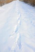 A lot of human tracks leave into the distance on the snow-covered road photo