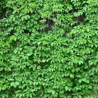 Green ivy grows along the beige wall of painted tiles. Texture of dense thickets of wild ivy photo