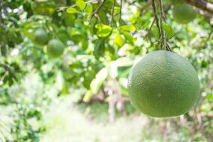 Pomelo fruit close up in the garden for texture and copy space photo