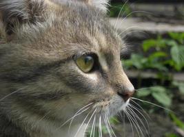 Cat's face in profile against a background of grass and plants photo