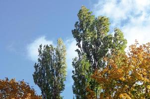 Fragment of trees whose leaves change color in the autumn season photo