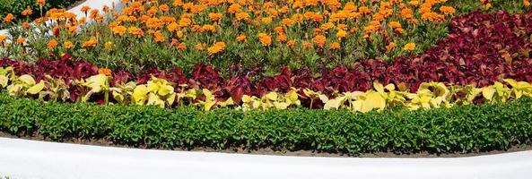 Coleus flowerpot. Beautiful perspective of natural coleus plant leaves photo