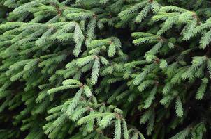 Fluffy green fir tree brunch close up. Christmas wallpaper concept with copy space photo