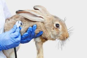 manos veterinarias con estetoscopio sosteniendo y examinando conejo aislado sobre fondo blanco. conejito en manos del veterinario para el chequeo. concepto de cuidado animal y agricultura ecológica. foto