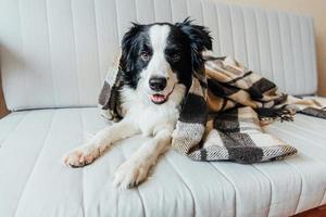Funny puppy dog border collie lying on couch under plaid indoors. Lovely member of family little dog at home warming under blanket in cold fall autumn winter weather. Pet animal life concept. photo